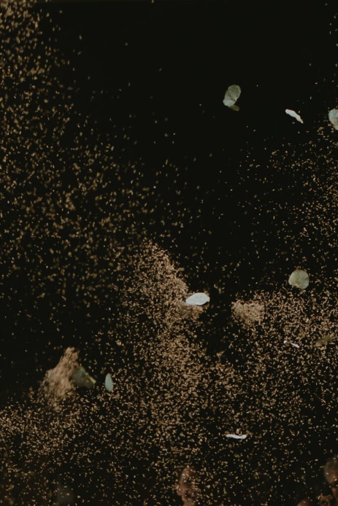 Lavender and eucalyptus being tossed into the air for a wedding exit